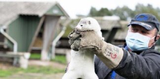 Quali problemi alla sicurezza dell’umanità possono derivare dai visoni positivi al virus Sars Cov-2 ? visoni