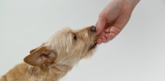 L’analisi della scena Criminis nei casi di sospetto avvelenamento di animali cane che mangia