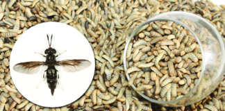 Come gli insetti nel cibo per cani garantiscono maggiore sostenibilità Larve di mosca soldato nera