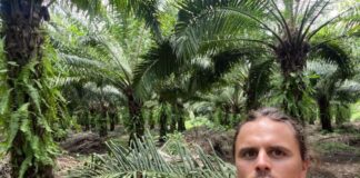 L’Unione Europea non vuole la deforestazione. Ci piace? OH YES! accordo UE deforestazione