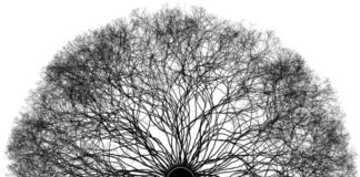 Cosa sono e come funzionanto gli Ecosistemi Creativi ecosistemi creativi